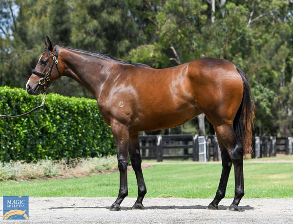 Coolmore Stud - MM Gold Coast Yearling Sale Lot 381