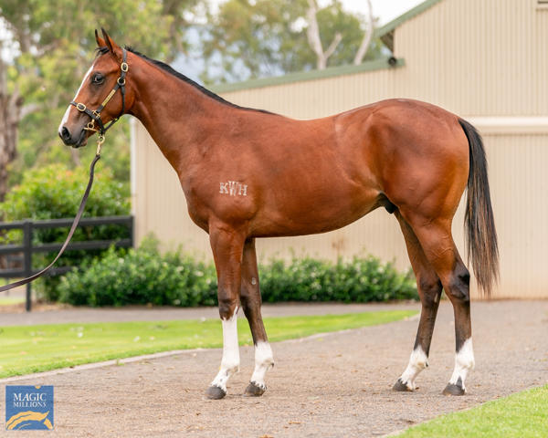 Kitchwin Hills - MM Gold Coast Yearling Sale Lot 386