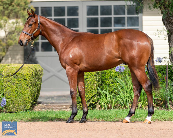 Vinery Stud - MM Gold Coast Yearling Sale Lot 387