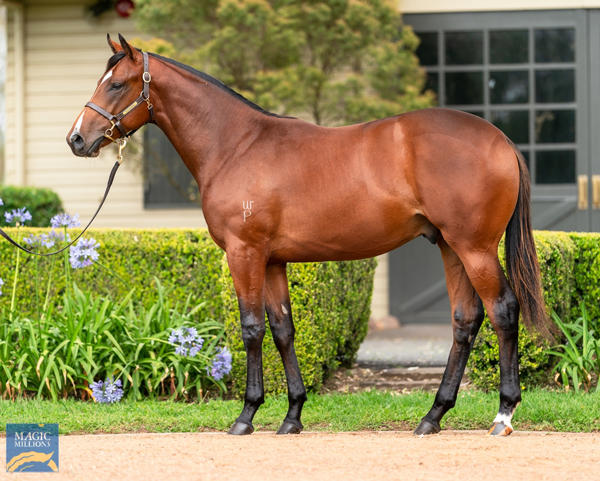 Vinery Stud - MM Gold Coast Yearling Sale Lot 39