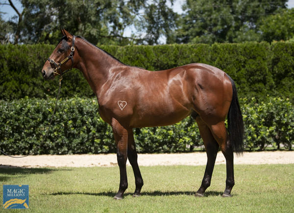 Torryburn Stud - MM Gold Coast Yearling Sale Lot 391