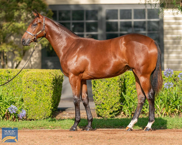 Vinery Stud - MM Gold Coast Yearling Sale Lot 394