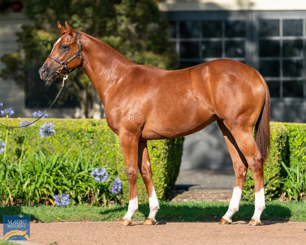 Vinery Stud - MM Gold Coast Yearling Sale Lot 398