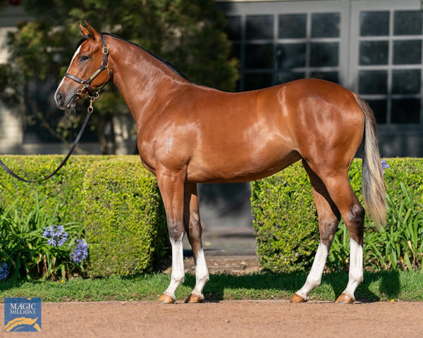 Vinery Stud - MM Gold Coast Yearling Sale Lot 4