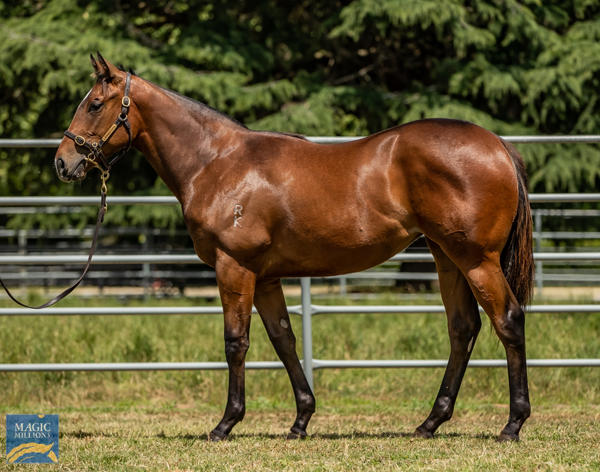 Newhaven Park - MM Gold Coast Yearling Sale Lot 404