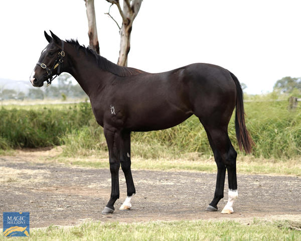 Bahrinna - MM Gold Coast Yearling Sale Lot 409