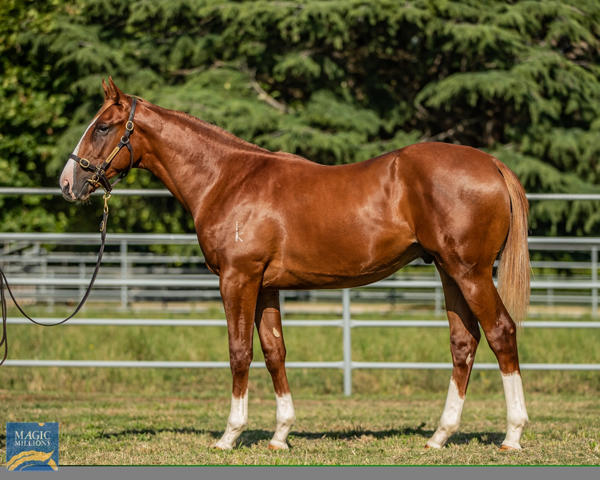 Newhaven Park - MM Gold Coast Yearling Sale Lot 414