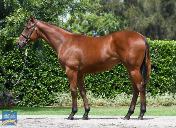 Coolmore Stud - MM Gold Coast Yearling Sale Lot 420