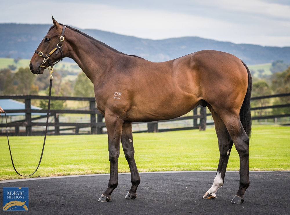Cressfield - MM Gold Coast Yearling Sale Lot 422