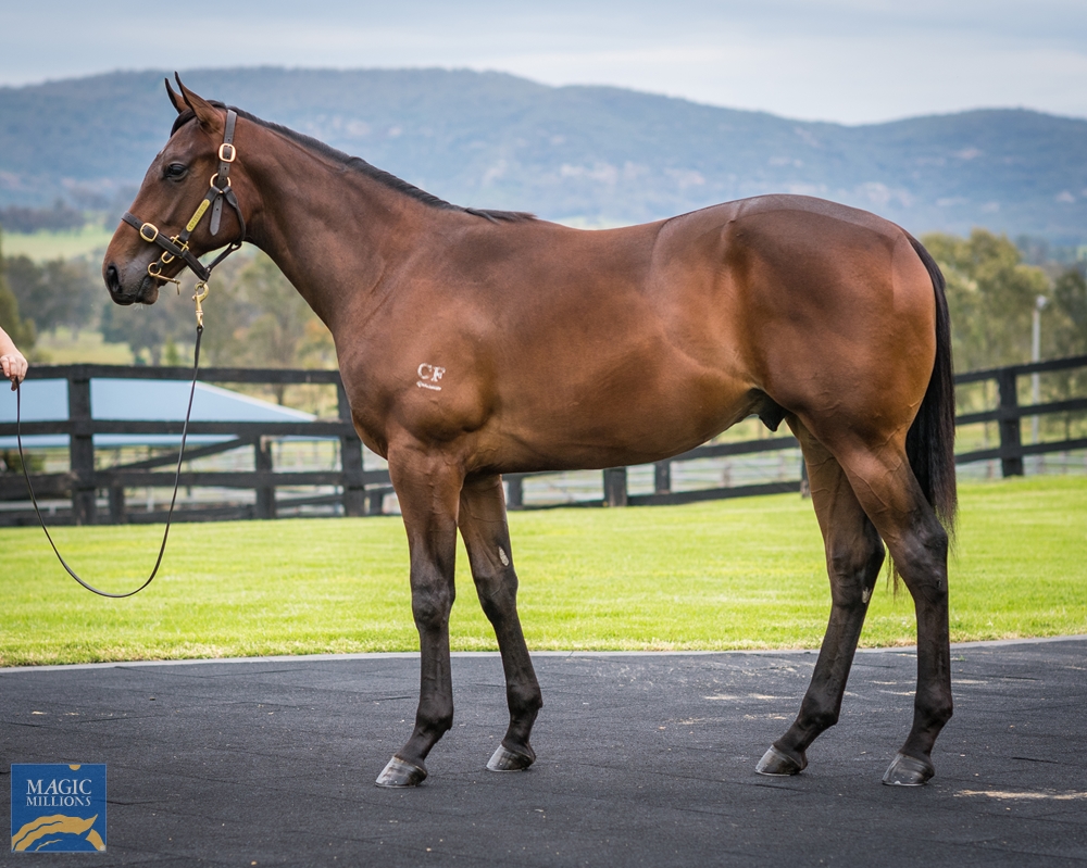Cressfield - MM Gold Coast Yearling Sale Lot 438