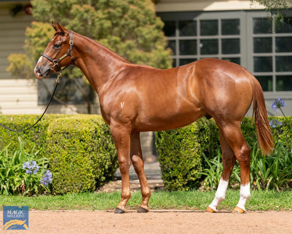 Vinery Stud - MM Gold Coast Yearling Sale Lot 449