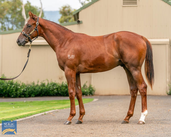 Kitchwin Hills - MM Gold Coast Yearling Sale Lot 450