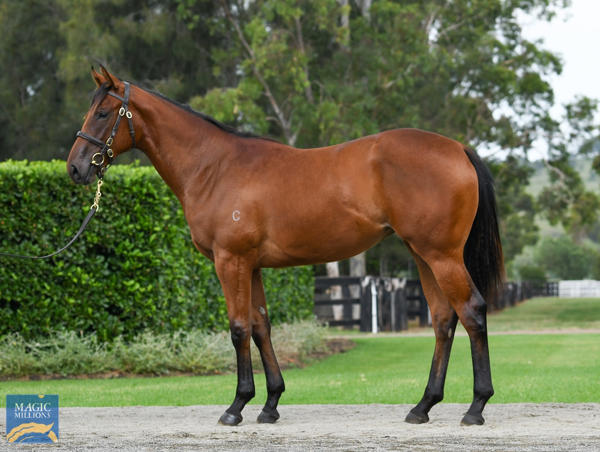 Coolmore Stud - MM Gold Coast Yearling Sale Lot 465