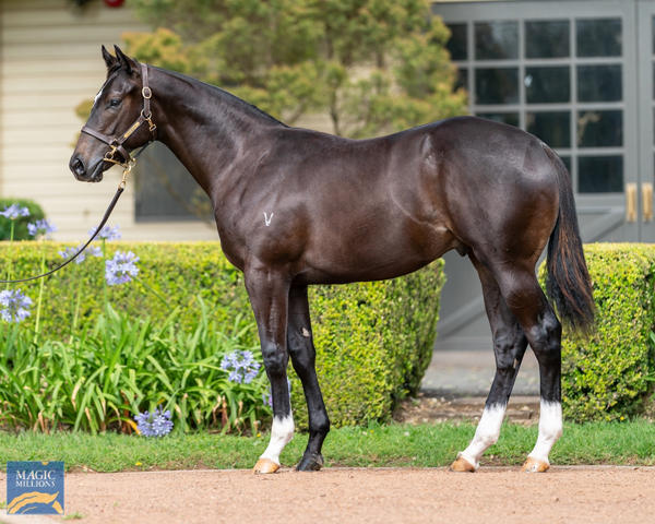 Vinery Stud - MM Gold Coast Yearling Sale Lot 470