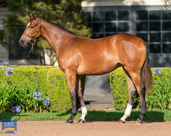 Vinery Stud - MM Gold Coast Yearling Sale Lot 478
