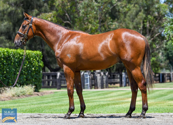 Coolmore Stud - MM Gold Coast Yearling Sale Lot 482
