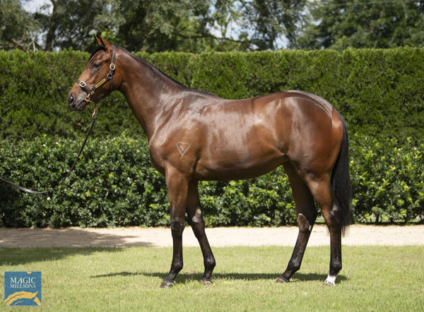 Torryburn Stud - MM Gold Coast Yearling Sale Lot 501