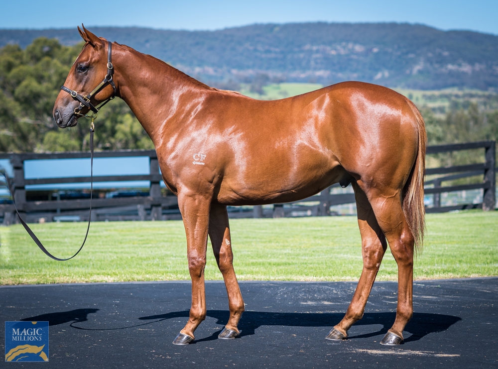 Cressfield - MM Gold Coast Yearling Sale Lot 53