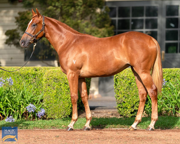 Vinery Stud - MM Gold Coast Yearling Sale Lot 530