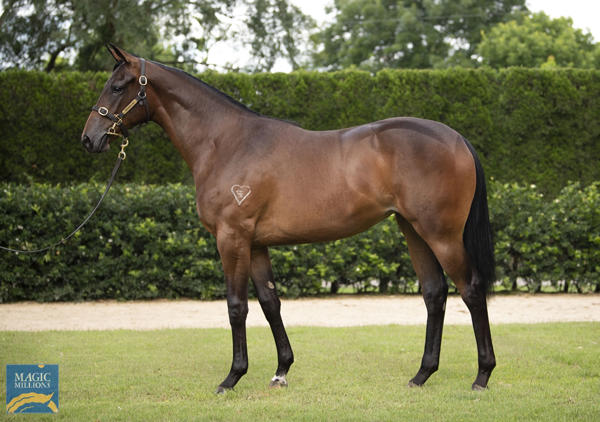 Torryburn Stud - MM Gold Coast Yearling Sale Lot 532