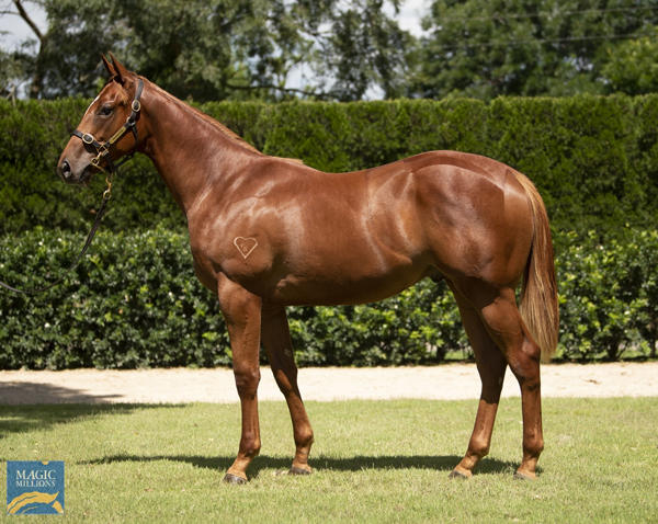 Torryburn Stud - MM Gold Coast Yearling Sale Lot 535