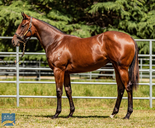 Newhaven Park - MM Gold Coast Yearling Sale Lot 583