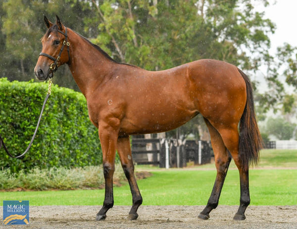 Coolmore Stud - MM Gold Coast Yearling Sale Lot 594