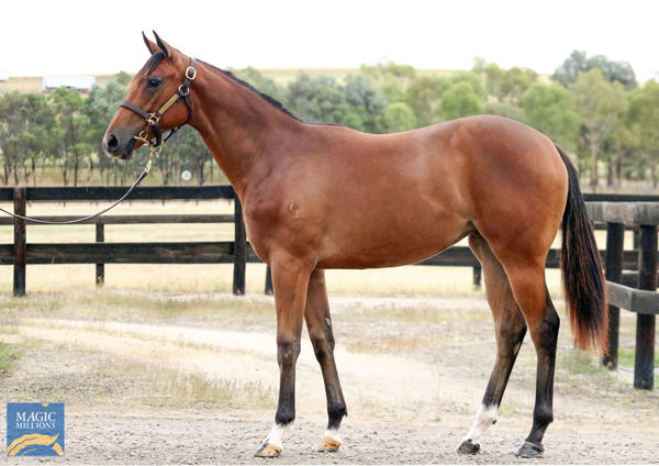 Oaklands Stud - MM Gold Coast Yearling Sale Lot 595