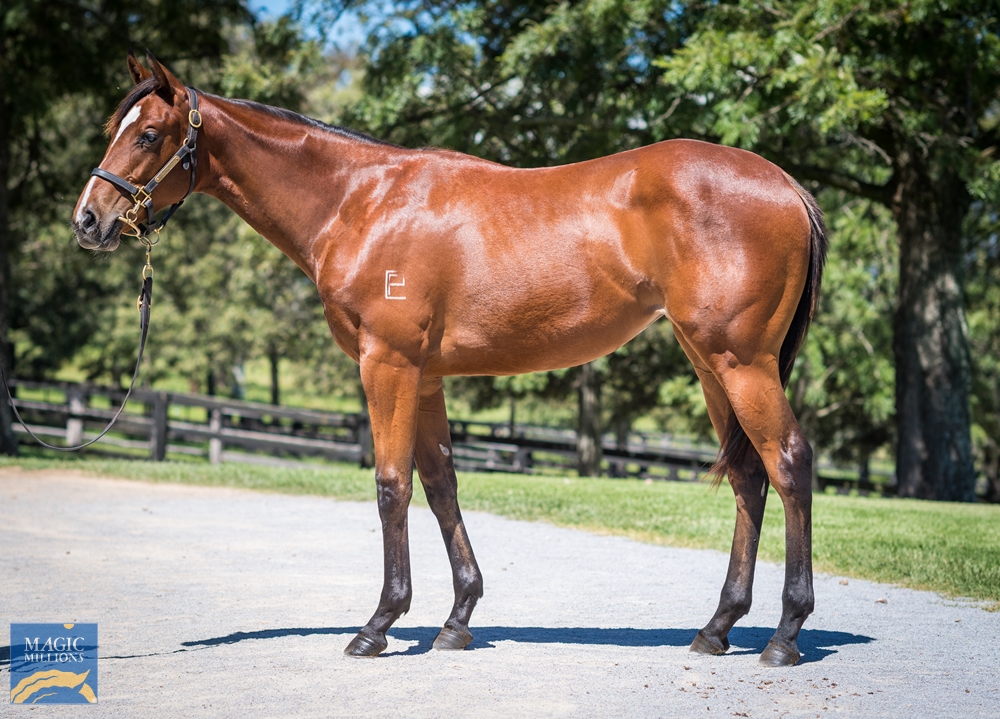 Middlebrook Valley Lodge - MM Gold Coast Yearling Sale Lot 598