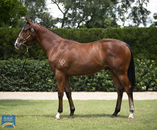 Torryburn Stud - MM Gold Coast Yearling Sale Lot 599