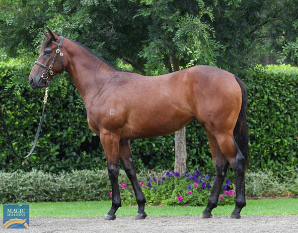 Coolmore Stud - MM Gold Coast Yearling Sale Lot 600