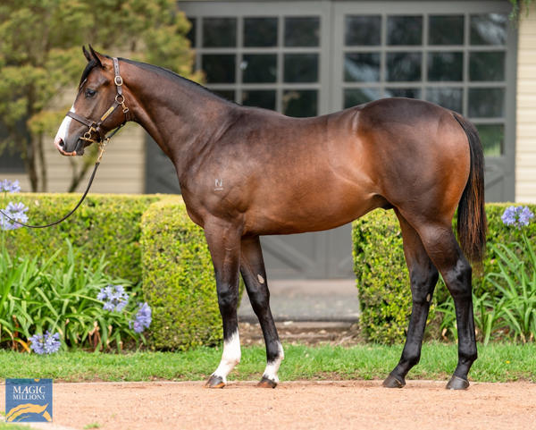 Vinery Stud - MM Gold Coast Yearling Sale Lot 609