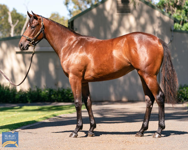 Kitchwin Hills - MM Gold Coast Yearling Sale Lot 620
