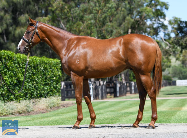 Coolmore Stud - MM Gold Coast Yearling Sale Lot 622