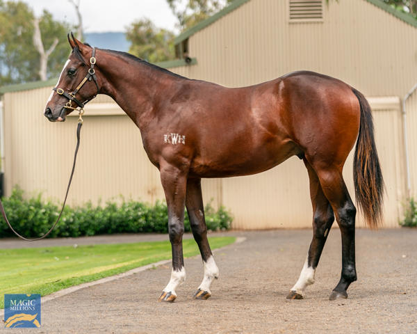 Kitchwin Hills - MM Gold Coast Yearling Sale Lot 623