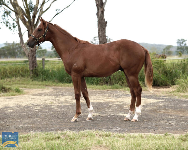 Bahrinna - MM Gold Coast Yearling Sale Lot 628