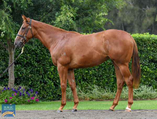 Coolmore Stud - MM Gold Coast Yearling Sale Lot 629