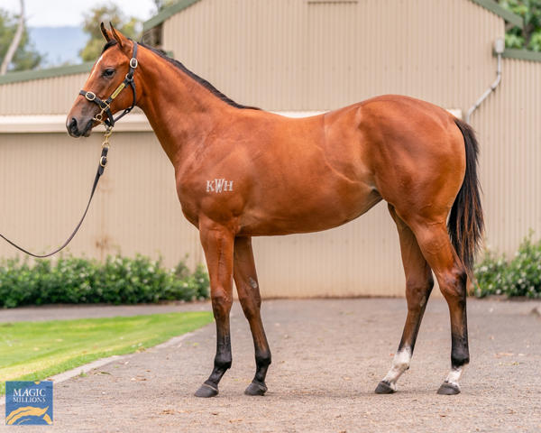 Kitchwin Hills - MM Gold Coast Yearling Sale Lot 636