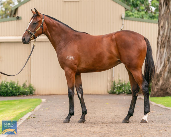 Kitchwin Hills - MM Gold Coast Yearling Sale Lot 64