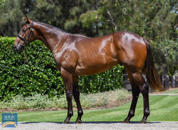 Coolmore Stud - MM Gold Coast Yearling Sale Lot 671