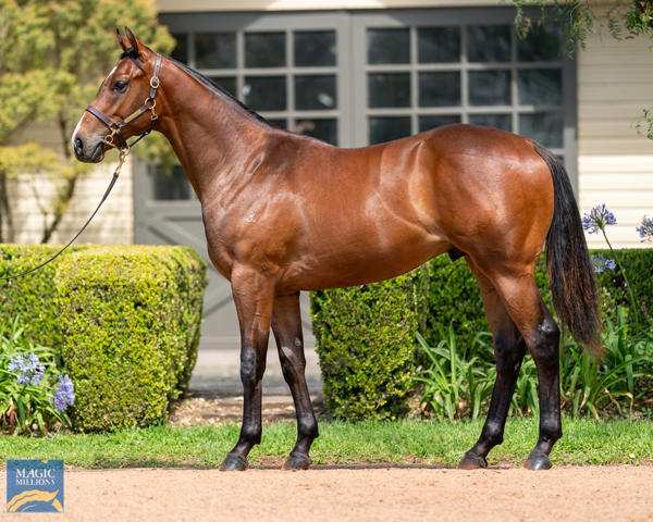 Vinery Stud - MM Gold Coast Yearling Sale Lot 673