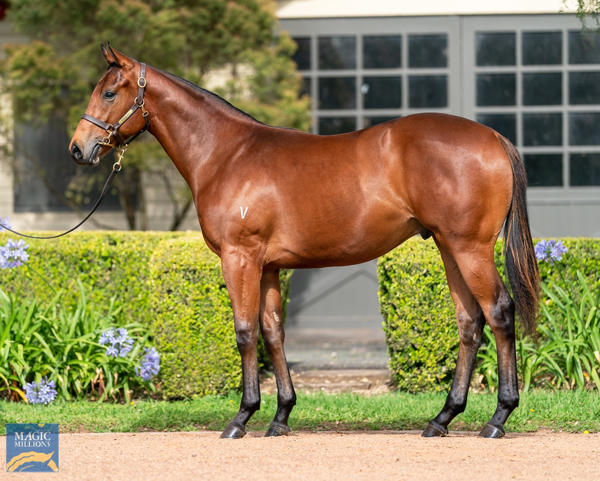 Vinery Stud - MM Gold Coast Yearling Sale Lot 680
