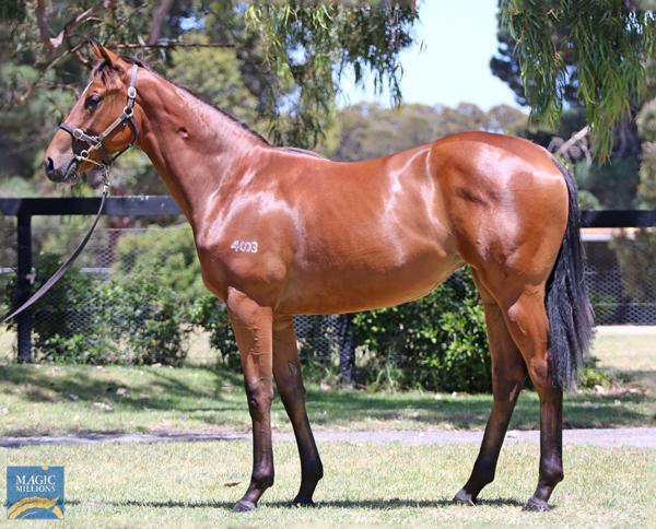 Mill Park Stud - MM Gold Coast Yearling Sale Lot 682