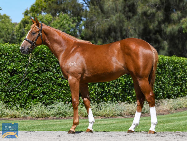 Coolmore Stud - MM Gold Coast Yearling Sale Lot 689