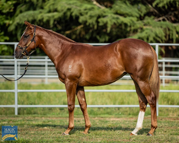 Newhaven Park - MM Gold Coast Yearling Sale Lot 696