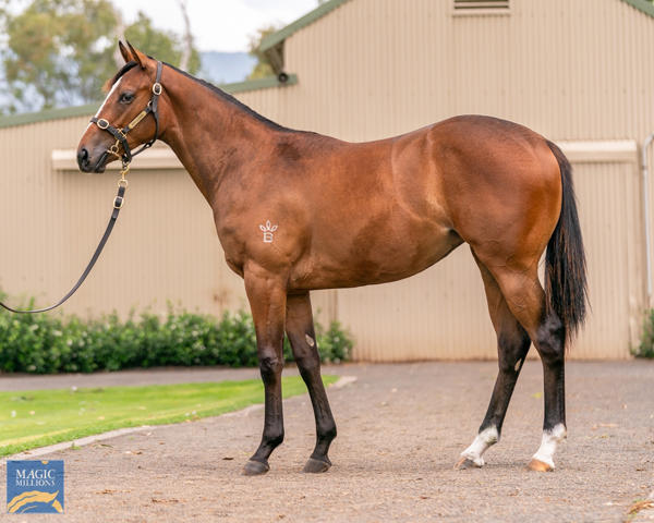 Kitchwin Hills - MM Gold Coast Yearling Sale Lot 699