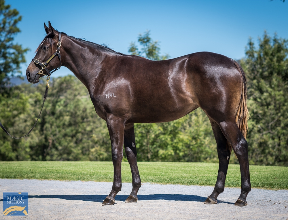 Middlebrook Valley Lodge - MM Gold Coast Yearling Sale Lot 7