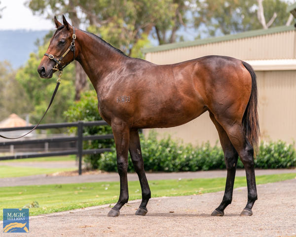 Kitchwin Hills - MM Gold Coast Yearling Sale Lot 708