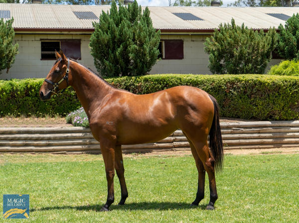 Oaklands Stud - MM Gold Coast Yearling Sale Lot 710