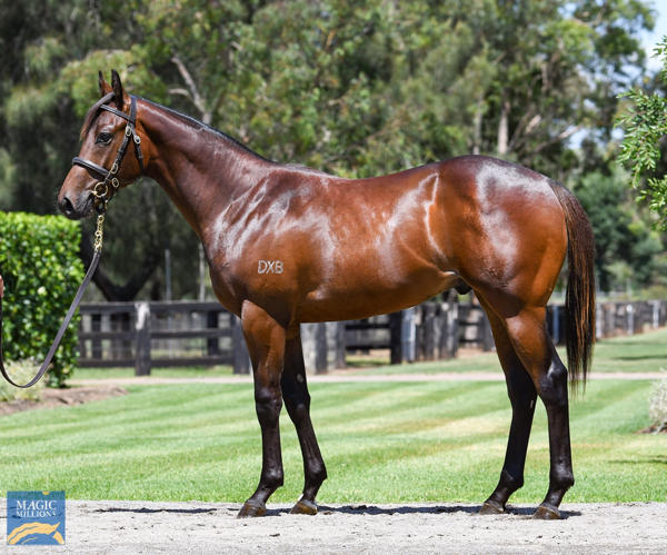 Coolmore Stud - MM Gold Coast Yearling Sale Lot 714
